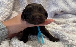 Cockapoo dogs for sale: F1 health clear stunning cockapoos - Image 30