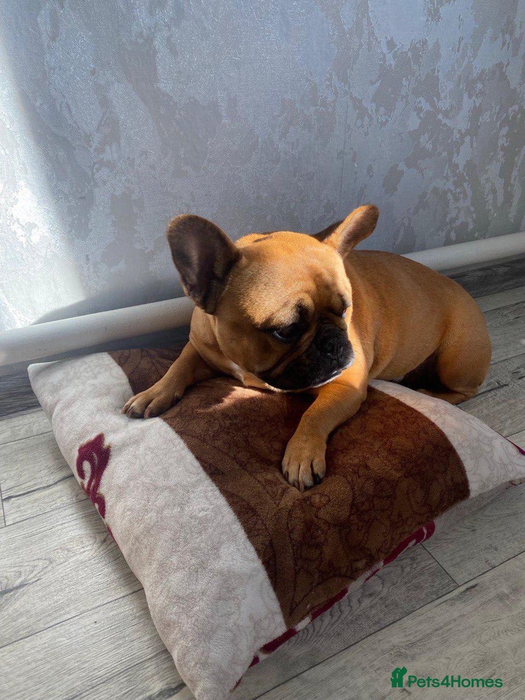 French Bulldog dogs for adoption:  FREYA – French Bulldog (Female) - Advert 3