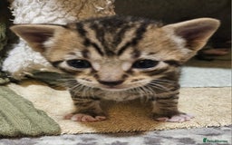 Mixed Breed cats for sale: 2 balck and one gray boys for sale - Image 4