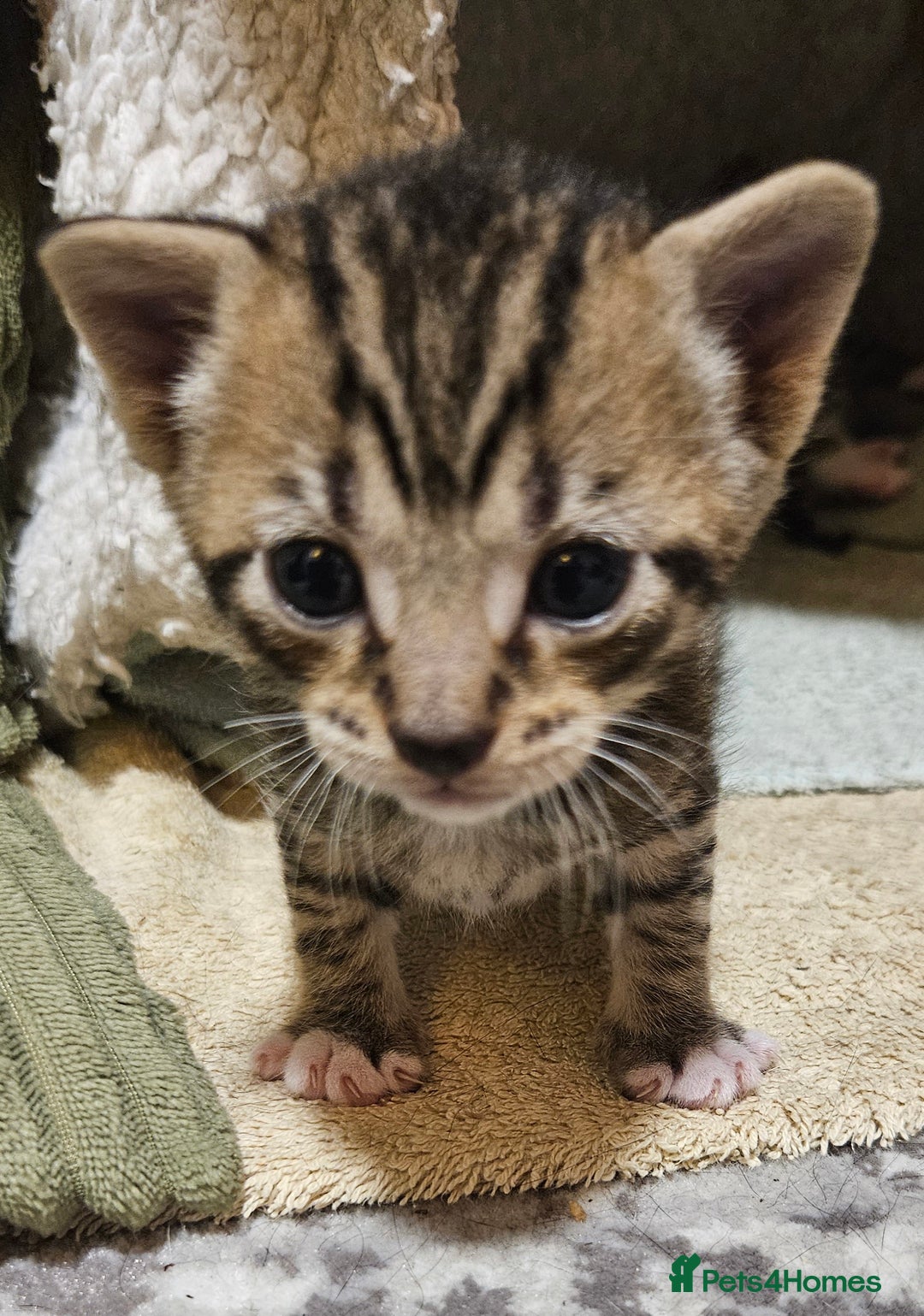 Mixed Breed cats for sale: 2 balck and one gray boys for sale - Image 4