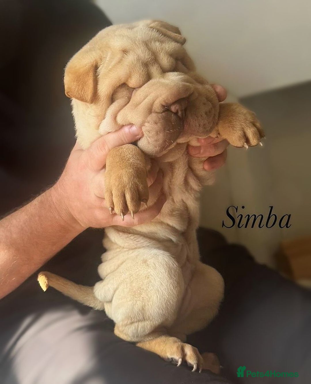 Shar Pei dogs for sale: 2 boys left full shar pei - Image 18