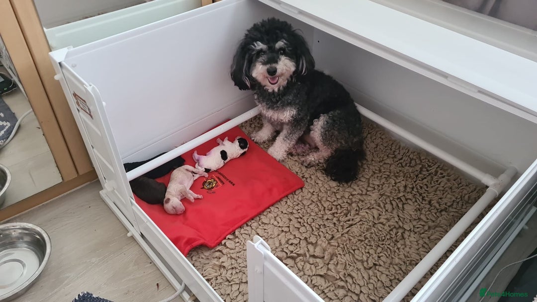 Poochon dogs for sale: Beautiful  poochons  - Image 4