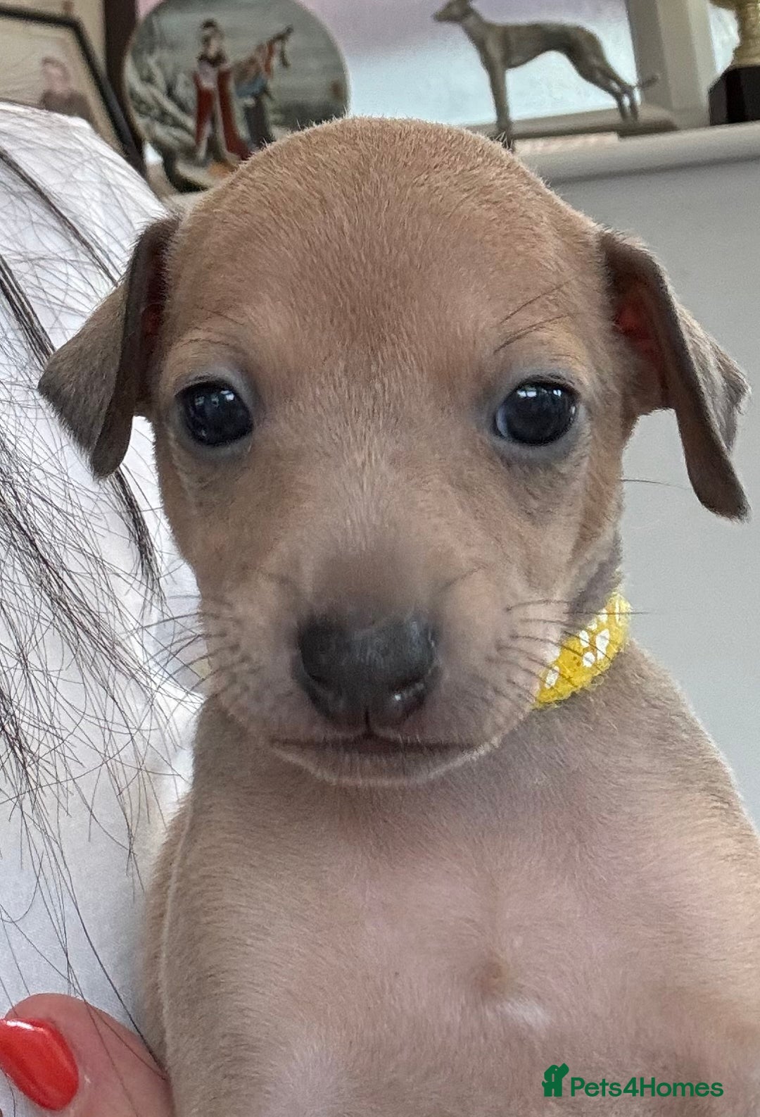 Italian Greyhound dogs for sale: Beautiful Italian Greyhound puppies - Image 10