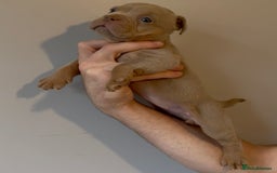 Olde English Bulldogge dogs for sale: Olde English bulldog puppies - Image 9