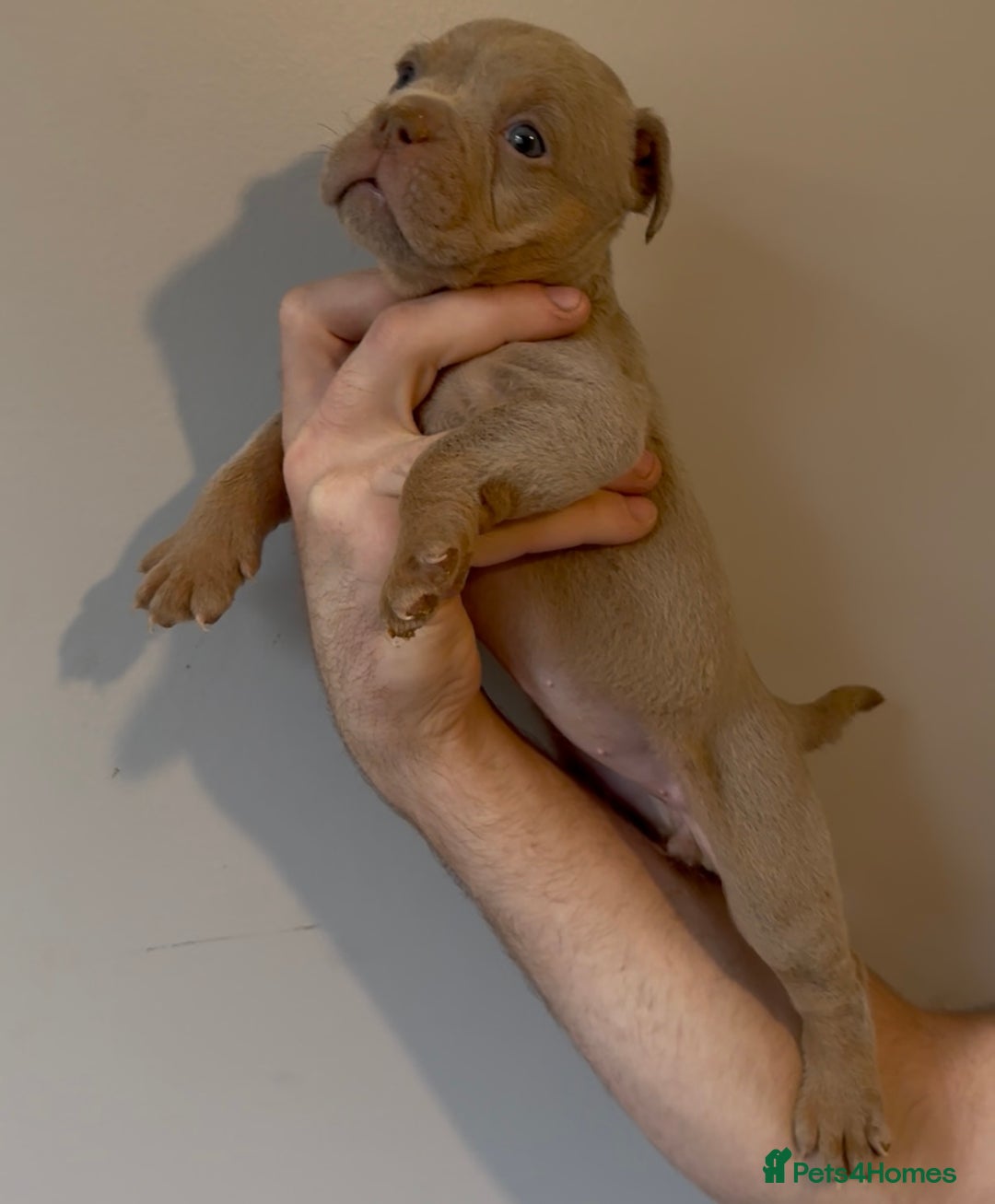 Olde English Bulldogge dogs for sale: Olde English bulldog puppies - Image 9