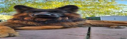 German Shepherd dogs for sale: Beautiful German shepherd puppies in Wednesbury - Advert 10