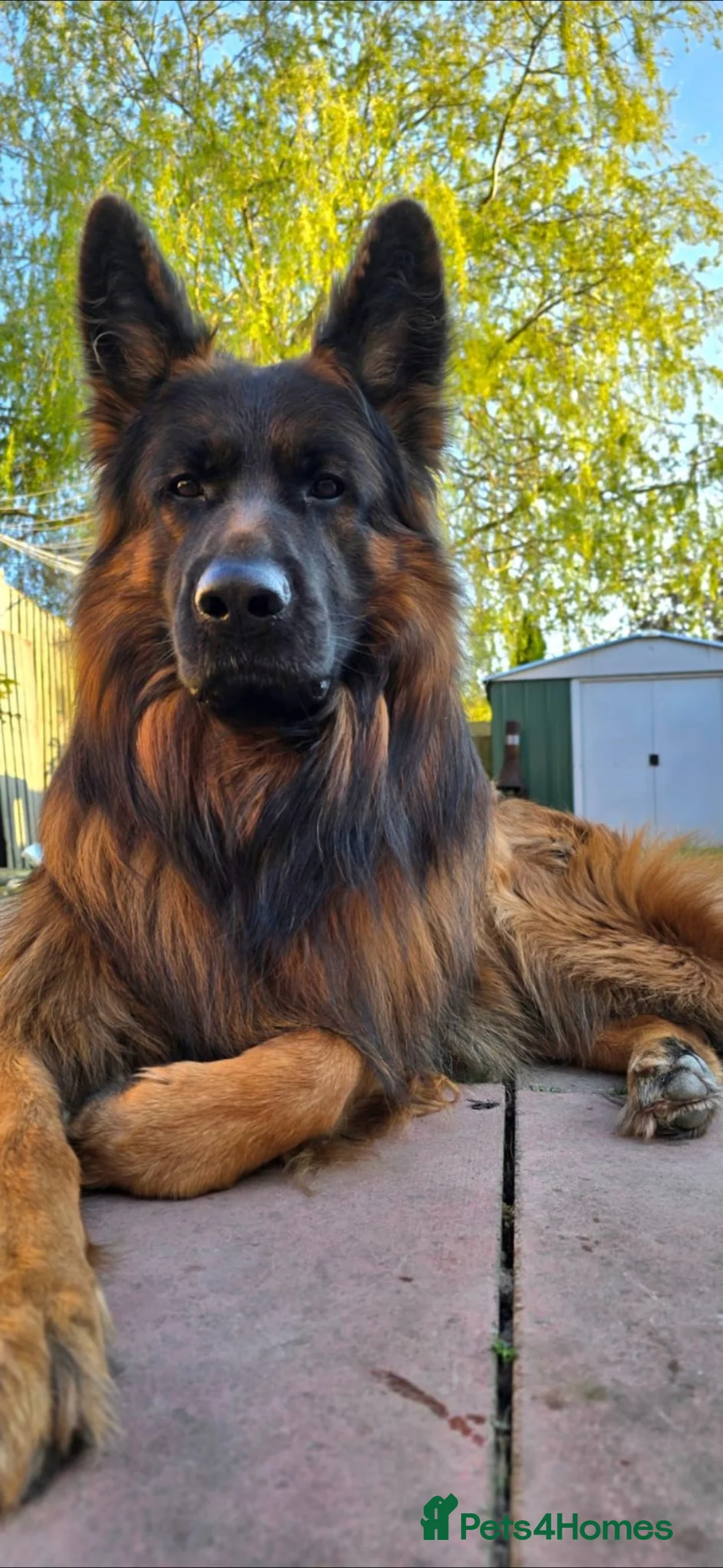 German Shepherd dogs for sale: Beautiful German shepherd puppies in Wednesbury - Advert 10