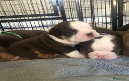 English Bulldog dogs for sale: Stunning English bulldogs - Image 12