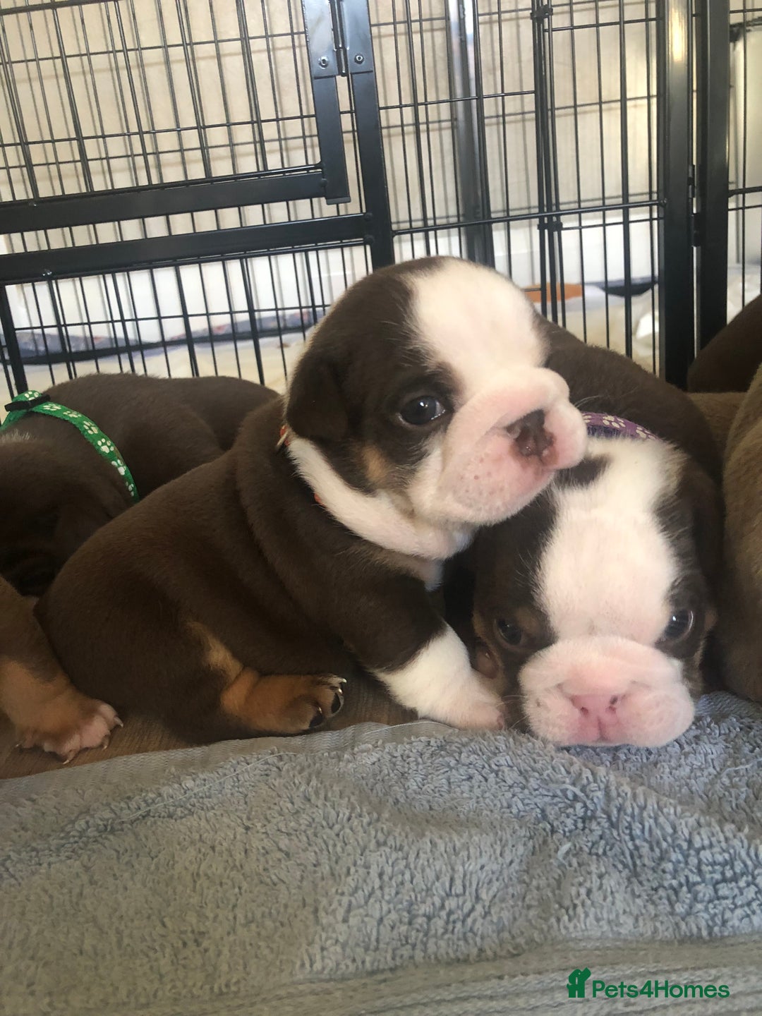 English Bulldog dogs for sale: Stunning English bulldogs - Image 12