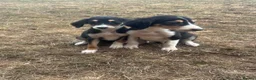 Saluki dogs for sale: Saluki puppy s  - Advert 20