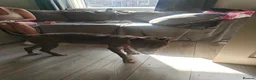 Mixed Breed dogs for sale: Blue Staffordshire bull terrier cross female - Advert 9