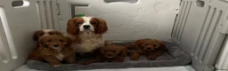 Cavapoo dogs for sale: ADORABLE CAVAPOO PUPPIES  - Advert 23
