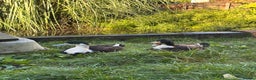 Ducks poultry for sale: Cayuga X Khaki Campbell Drake URGENT REHOME - Advert 2
