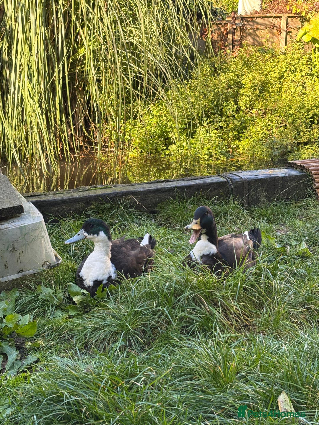 Ducks poultry for sale: Cayuga X Khaki Campbell Drake URGENT REHOME - Advert 2