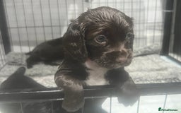 Cocker Spaniel dogs for sale: Kennel club working cocker spaniel pups  - Image 1