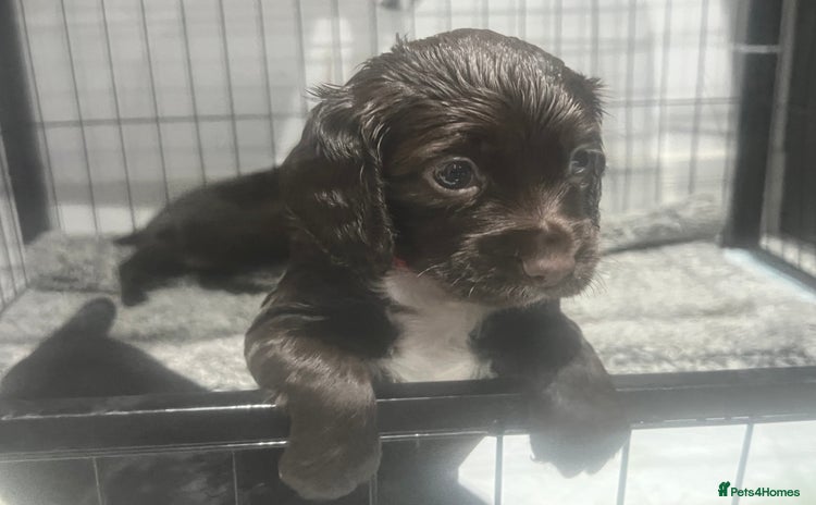 Cocker Spaniel dogs - Advert 2