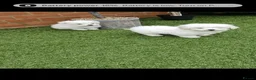 Maltese dogs for sale: Maltese puppies - Advert 2