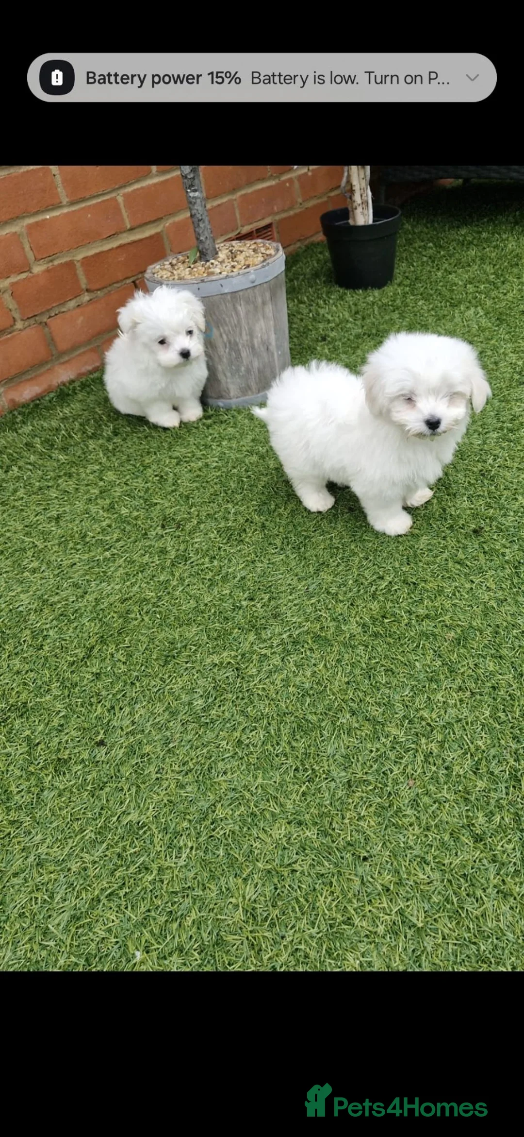 Maltese dogs for sale: Maltese puppies - Advert 2