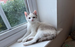 Ragdoll cats for sale: 3 Rag Cross Kittens - Image 1