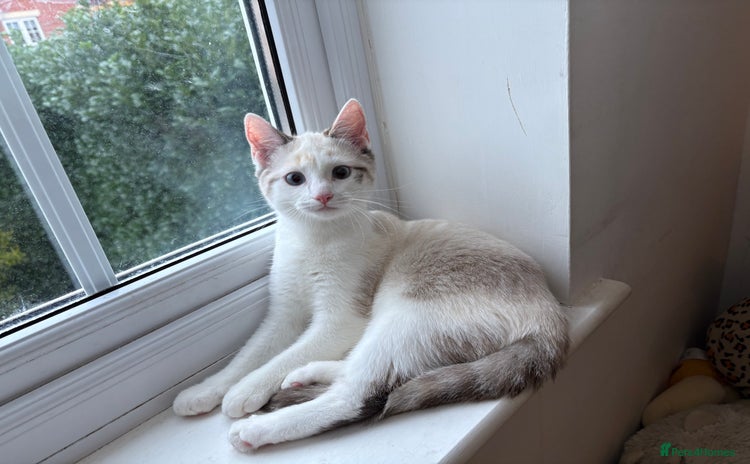 Ragdoll cats - Advert 15