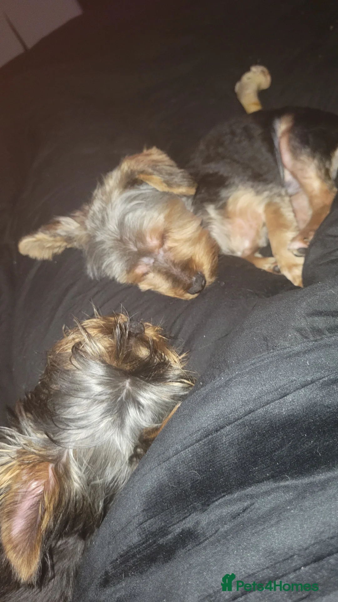 Yorkshire Terrier dogs for sale: Beautifully boy yorkshire terrior  - Advert 3