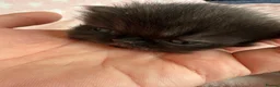 Exotic cats for sale: Litter of Chocolate & Black Exotics For Sale - Advert 16
