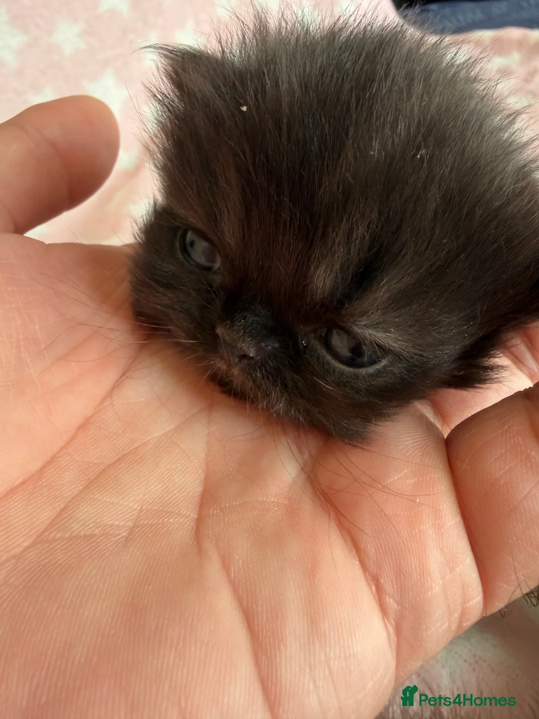 Exotic cats for sale: Litter of Chocolate & Black Exotics For Sale - Advert 16