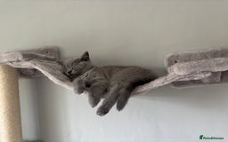 British Shorthair cats for sale: 🩵 1 blue/cream tortie BSH left to reserve 🩵 - Image 29