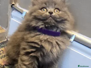 British Shorthair cats Adorable British Shorthair Kittens - Advert 2