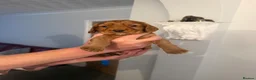 Cocker Spaniel dogs for sale: Red KC reg working cocker spaniels  in Sunderland - Advert 17