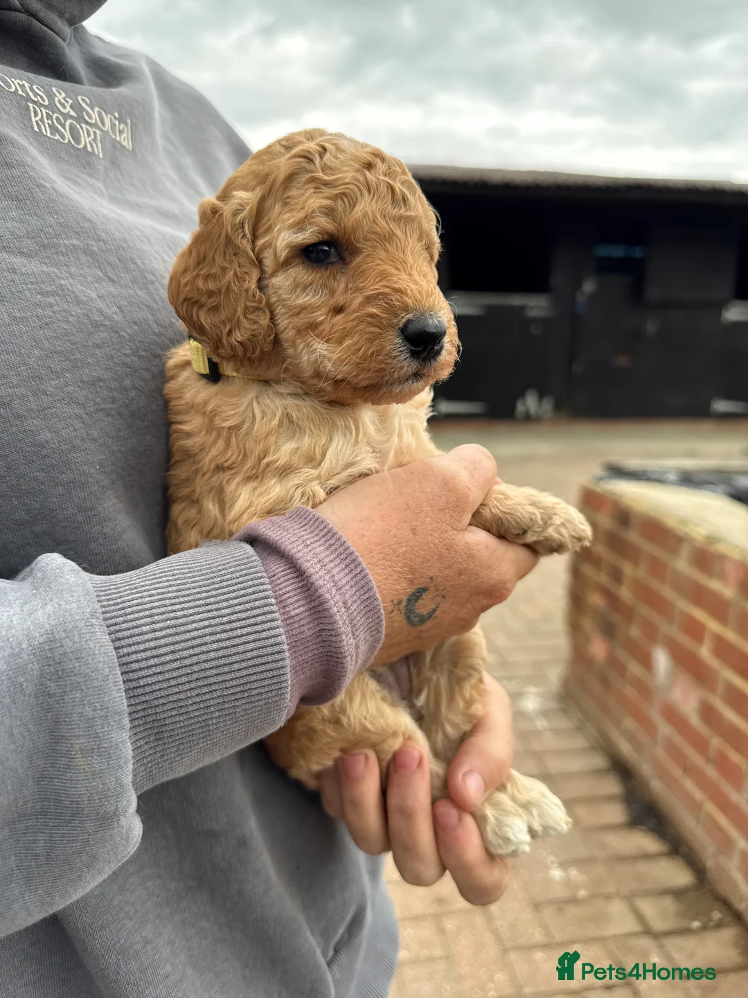 Labradoodle dogs for sale: F1BB MINIATURE Labradoodles 1 girl 4 boys left - Advert 2