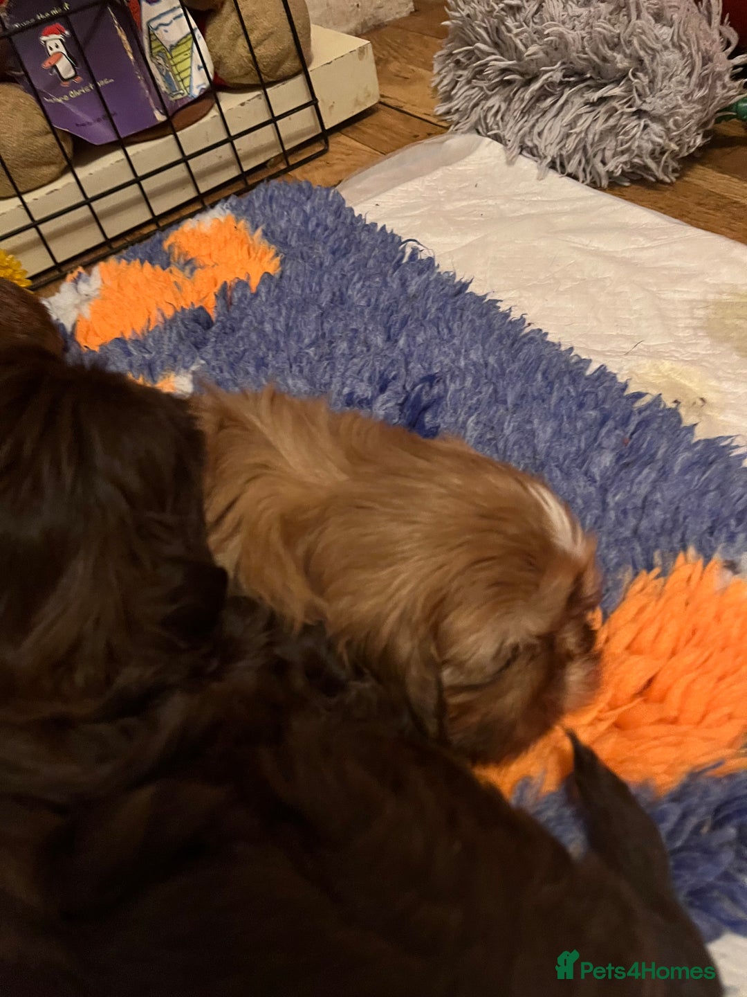 Shih Tzu dogs for sale: Adorable Shih Tzu puppies - Advert 5