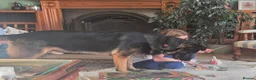 Mixed Breed dogs for sale: Saxon- very loving and protective male in Southport - Advert 2