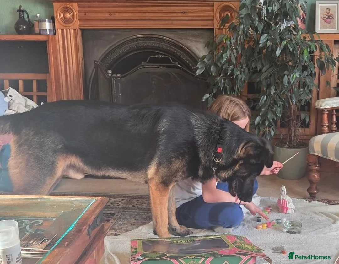 Mixed Breed dogs for sale: Saxon- very loving and protective male in Southport - Advert 2