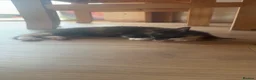 Domestic Shorthair cats for sale: Last kitten left of the litter  - Advert 7