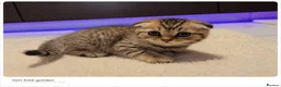 Scottish Fold cats for sale: Scotish Fold Kittens - Advert 14