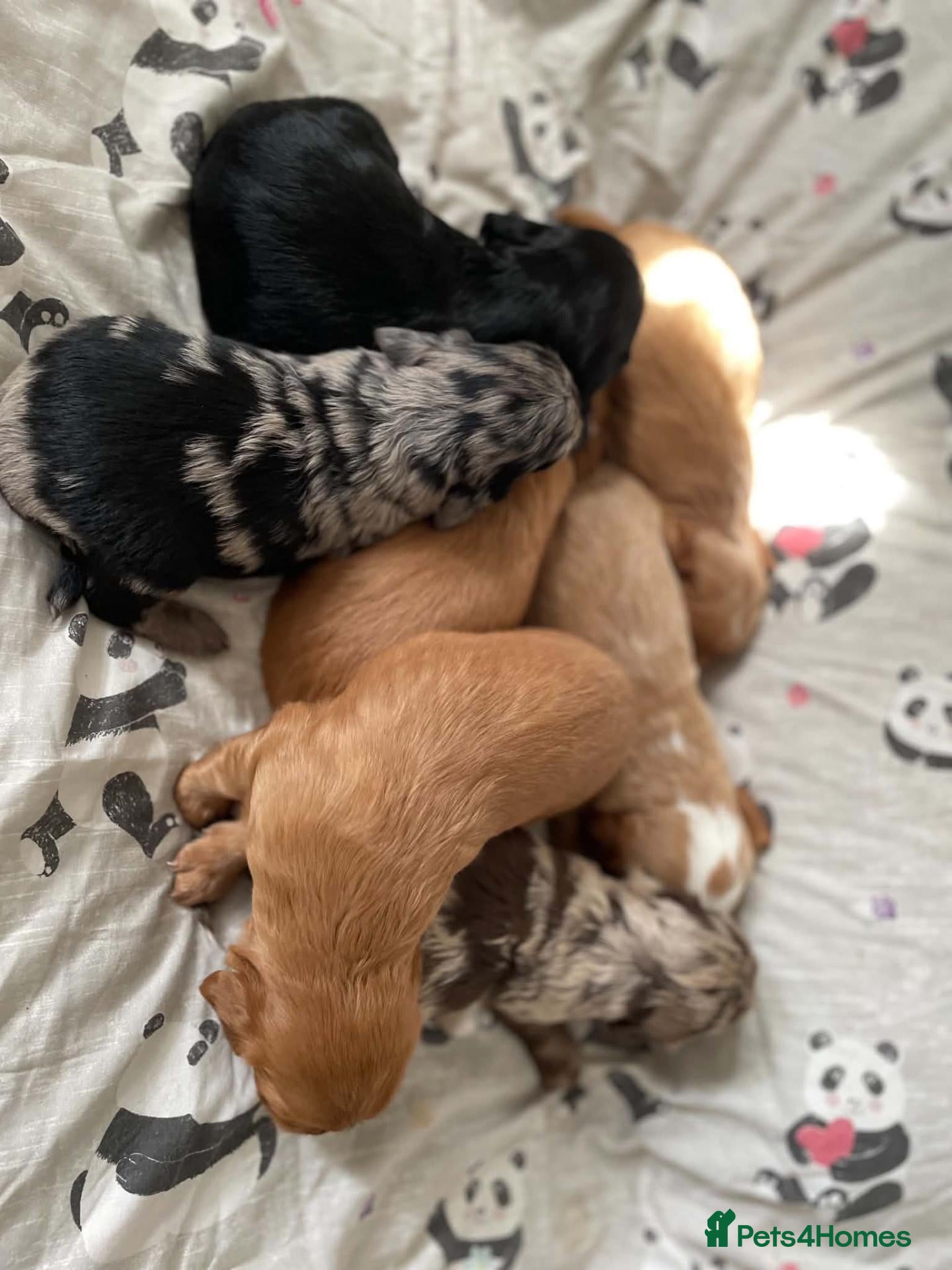 Cockapoo dogs X1 Girl Available & 4 Boys Available Cockapoo Pups - Advert 5