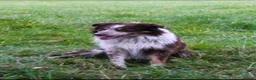 Border Collie dogs for sale: Male Border Collie  - Advert 5