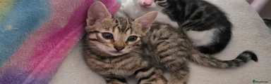 Bengal 1