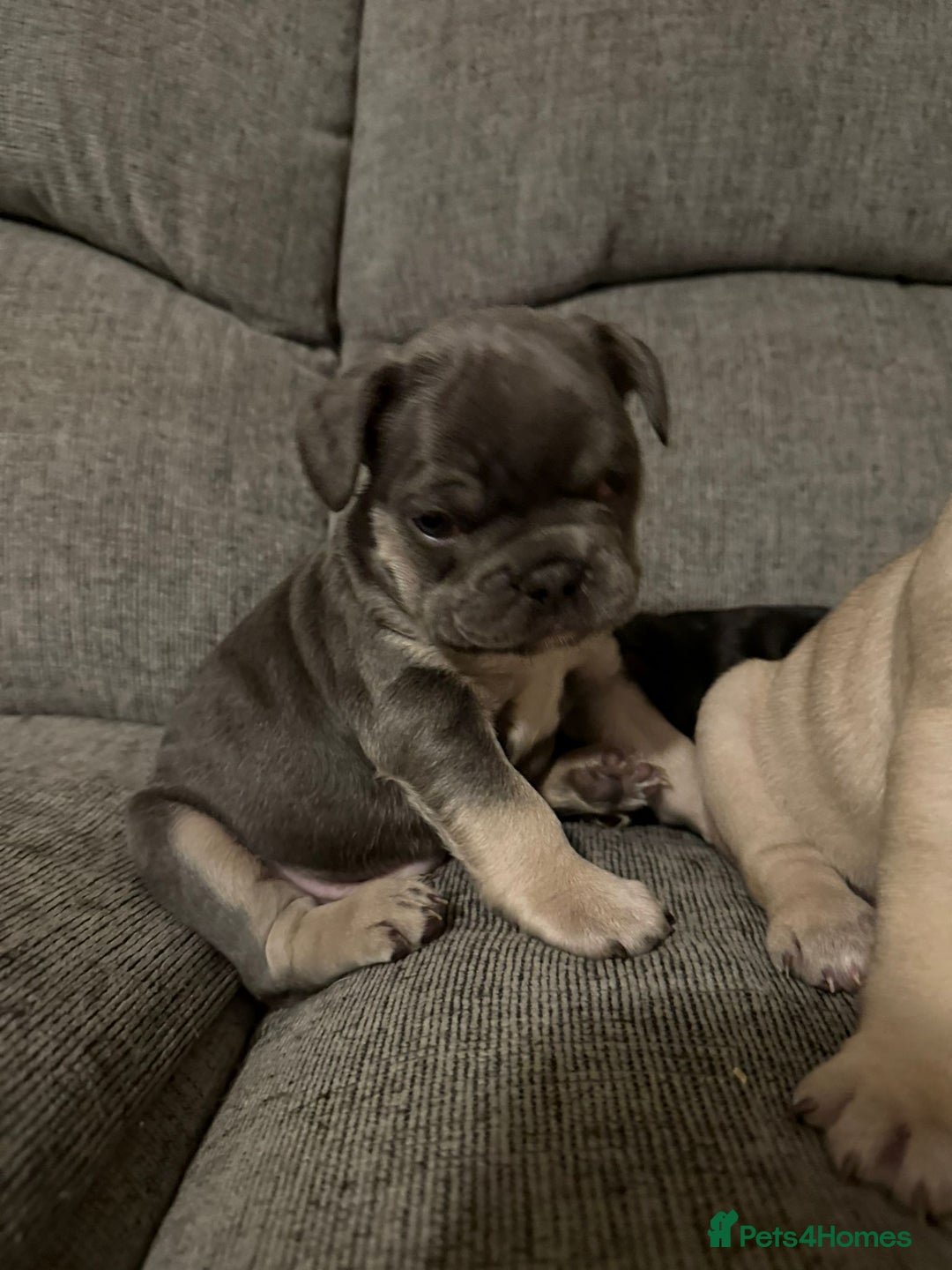 French Bulldog dogs for sale: Frenchie needs a home  - Advert 4