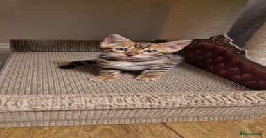 Bengal cats - Advert 4