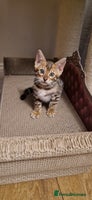 Bengal cats - Advert 3