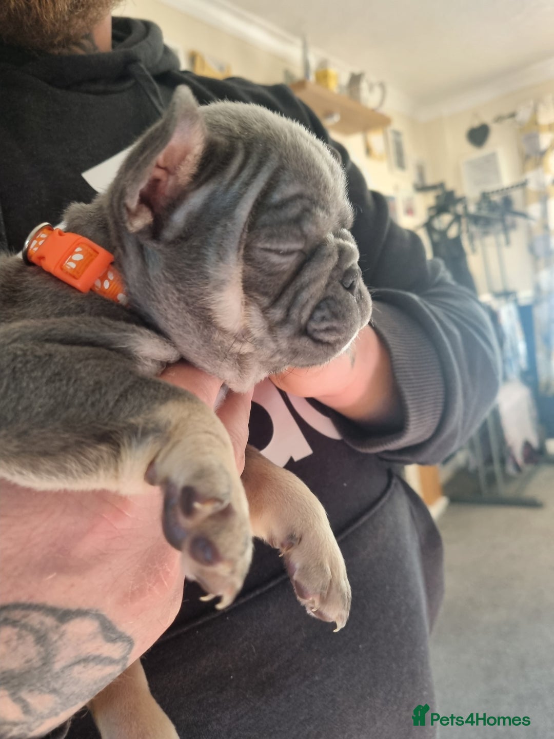 Mixed Breed dogs for sale: French bulldog puppy - Advert 2