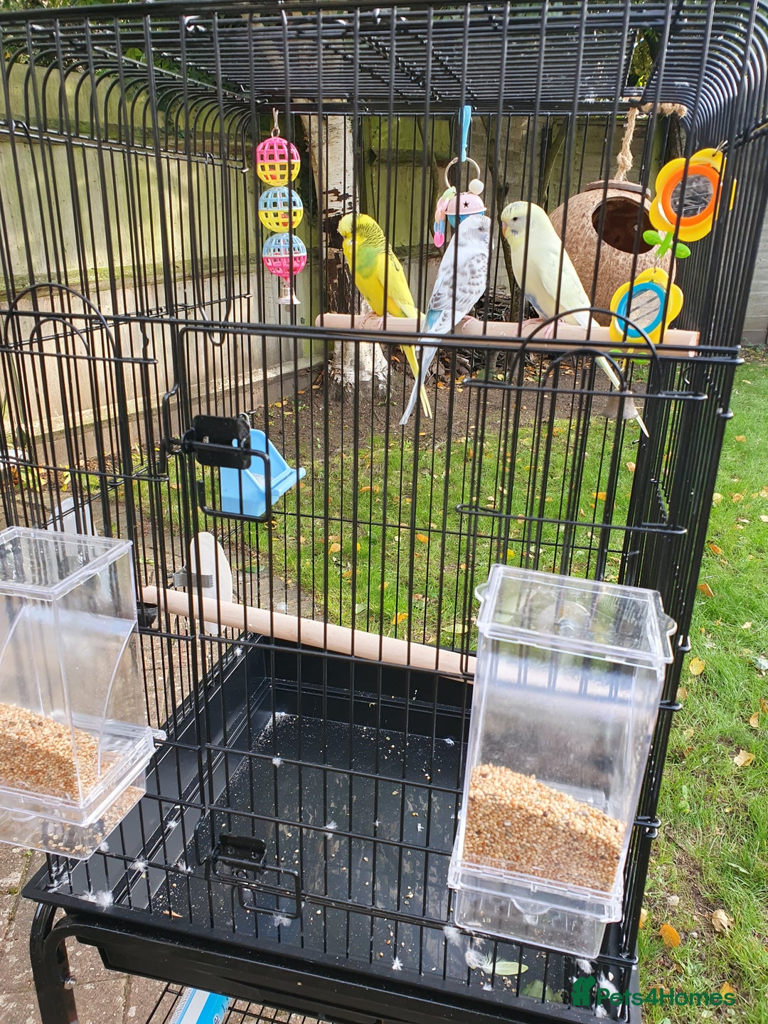 Budgerigars birds for sale: 3 lovely budgies  🐦  - Image 4