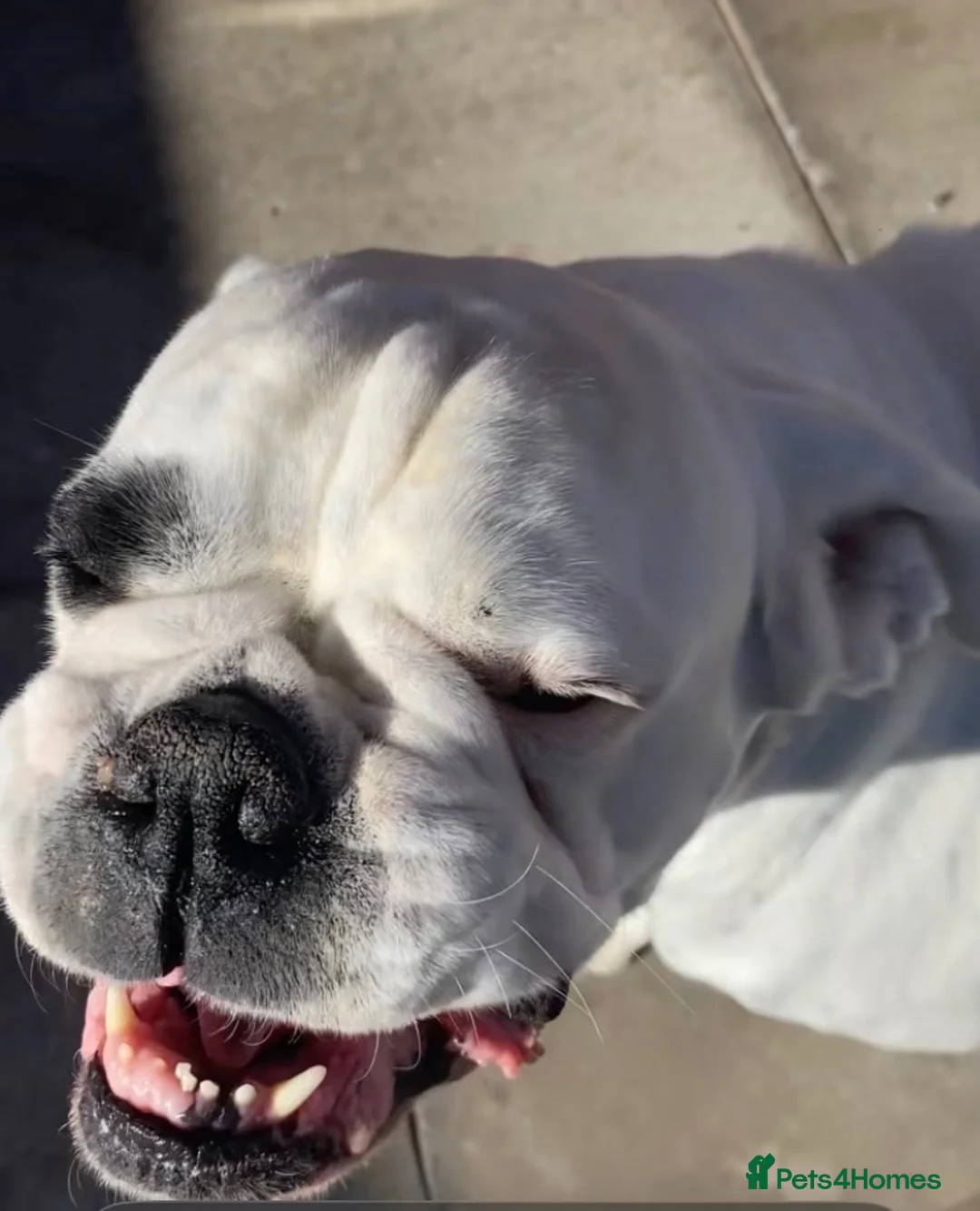 Boxer dogs for sale: Boxer girl  in Bolton - Advert 2