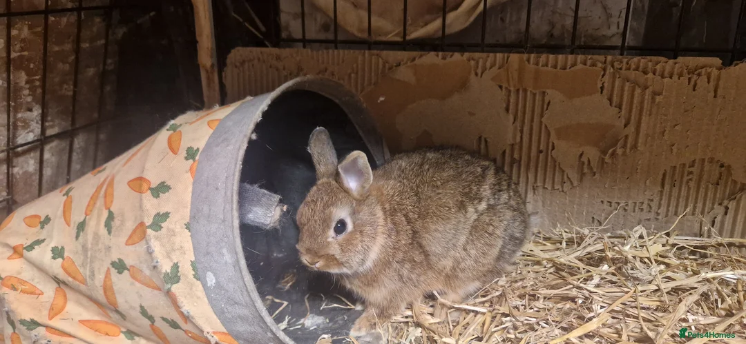 Netherland Dwarf rabbits for sale: Cute cheeky little netherland dwarf babies- m & f - Advert 11