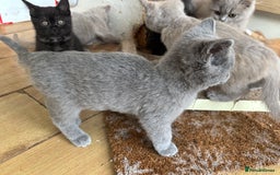 British Longhair cats for sale: 5 stunning British blues  - Image 5