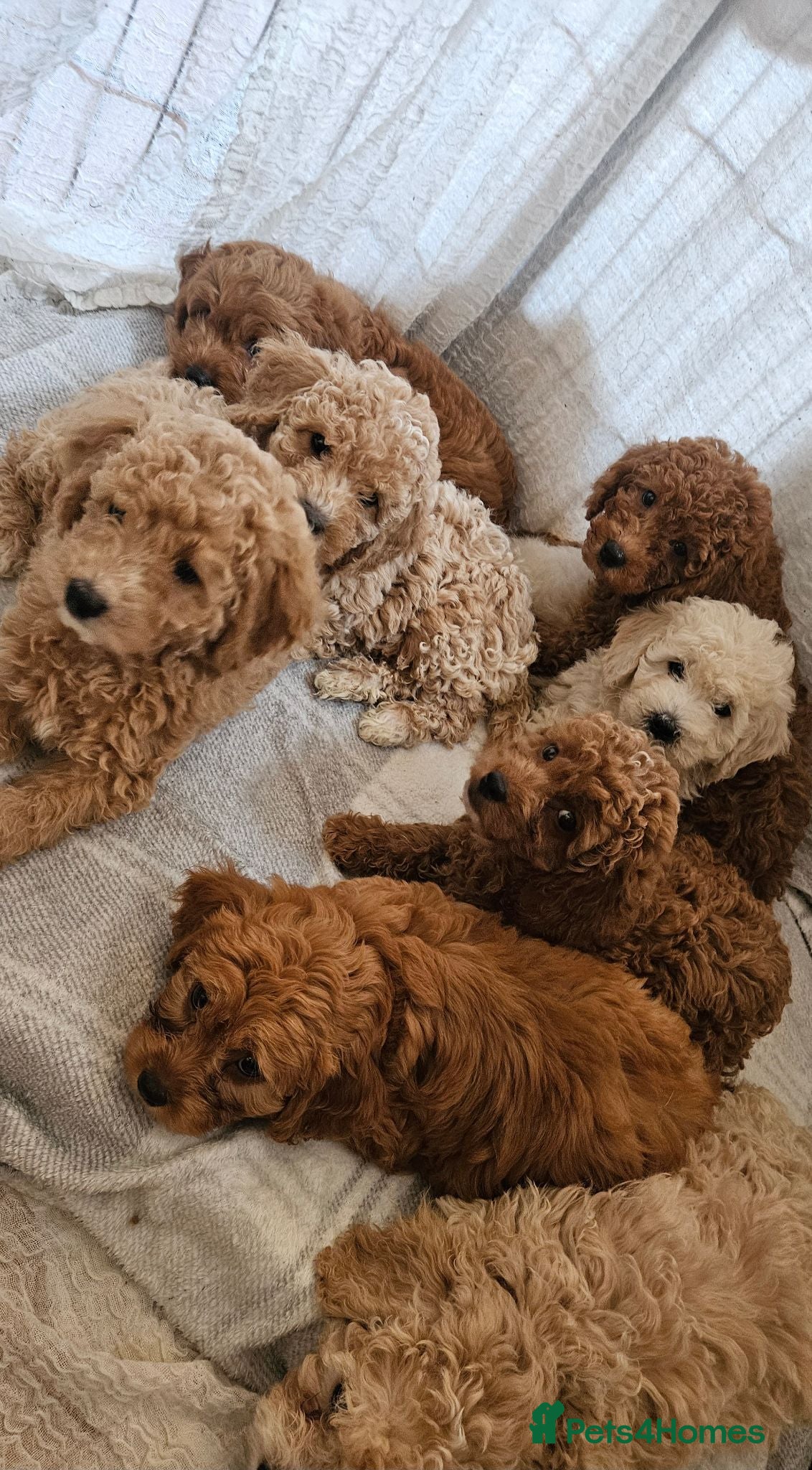 Mini Goldendoodle dogs Small F1B goldendoodle boys ✨️💙 - Advert 2
