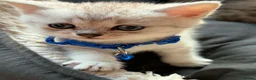British Shorthair cats for sale: BSH kittens - Advert 3