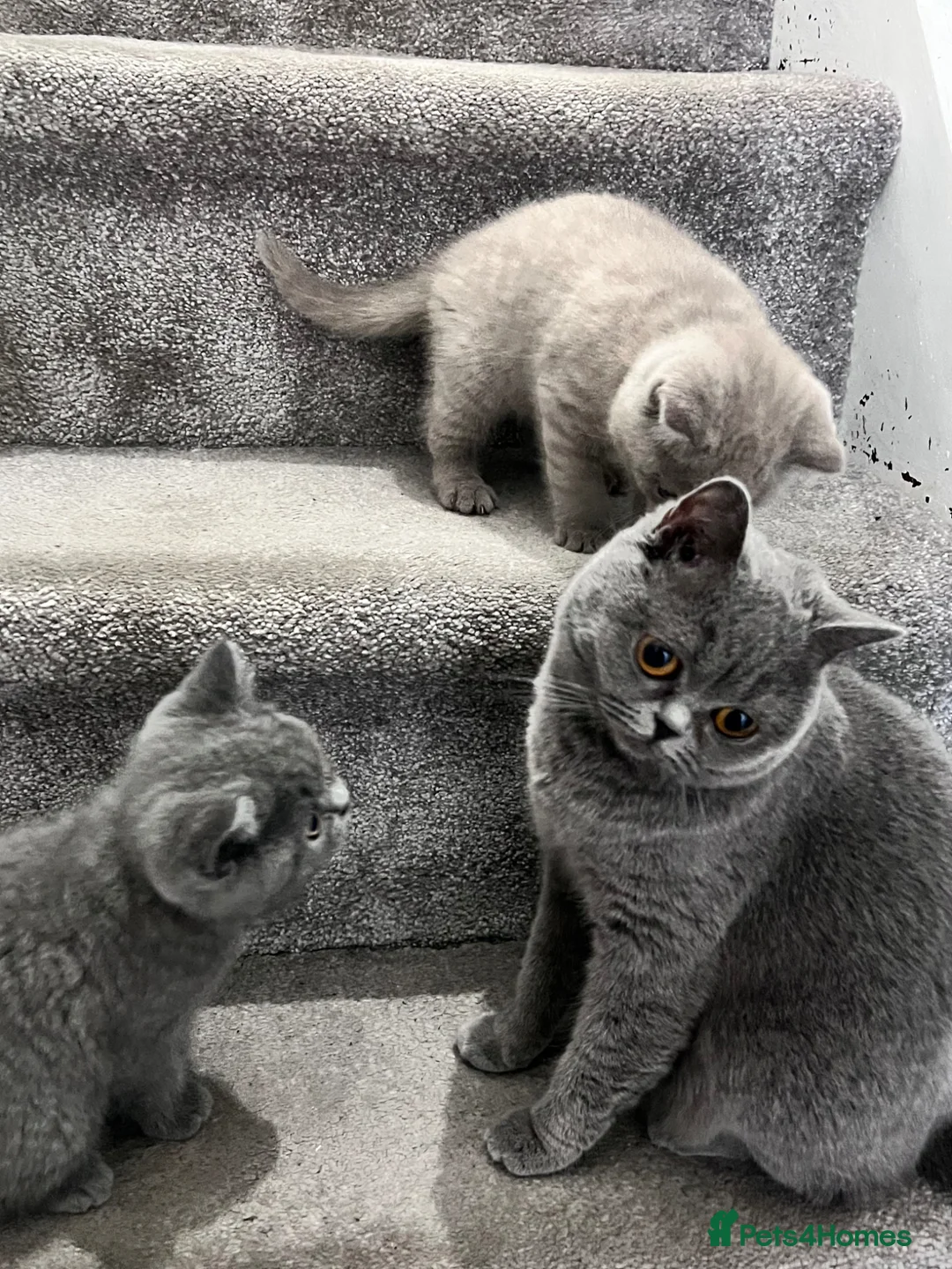 British Shorthair cats for sale: British shorthair blue and lilac - Advert 1